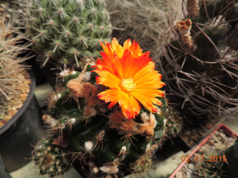 Cacti and Sukkulent in Köln, every day new flowers in the greenhouse Part 126  Bild_306