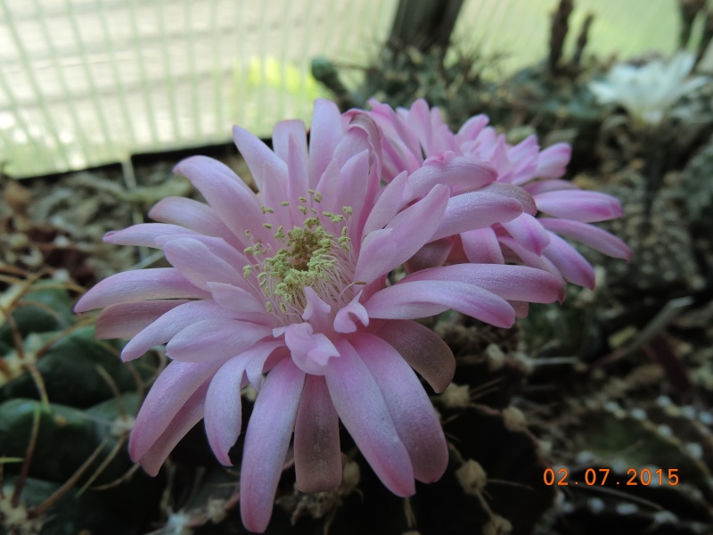 Cacti and Sukkulent in Köln, every day new flowers in the greenhouse Part 126  Bild_313