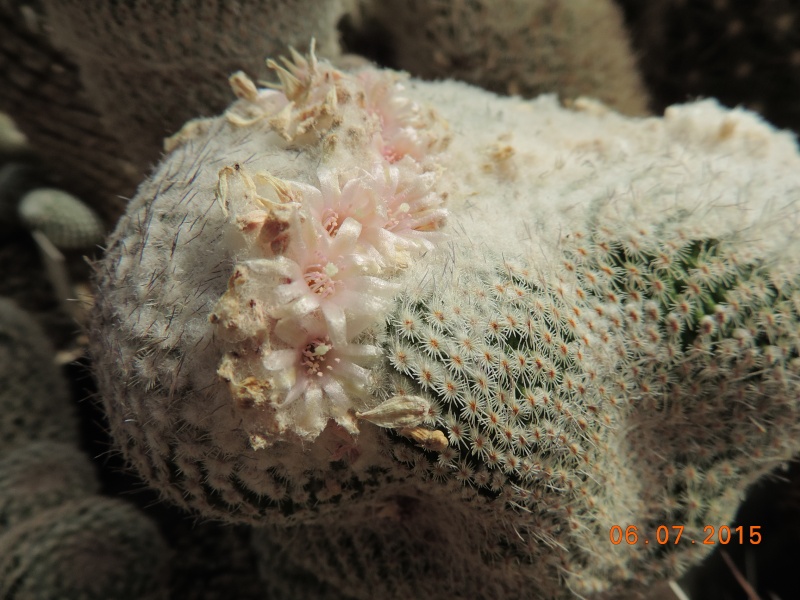 Cacti and Sukkulent in Köln, every day new flowers in the greenhouse Part 126  Bild_343