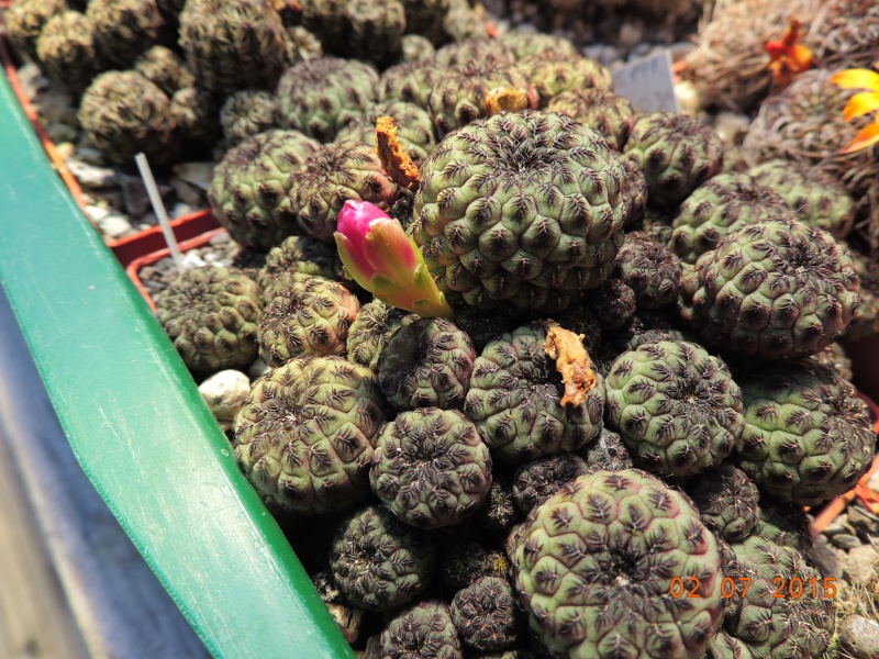 Cacti and Sukkulent in Köln, every day new flowers in the greenhouse Part 127 Bild_367