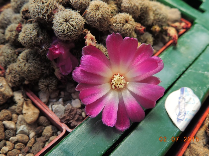 Cacti and Sukkulent in Köln, every day new flowers in the greenhouse Part 127 Bild_379