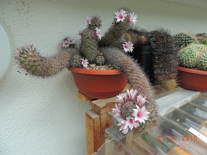 Cacti and Sukkulent in Köln, every day new flowers in the greenhouse Part 127 Bild_403