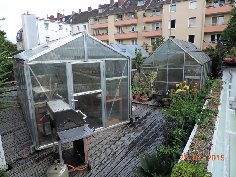 Cacti and Sukkulent in Köln, every day new flowers in the greenhouse Part 127 Bild_430