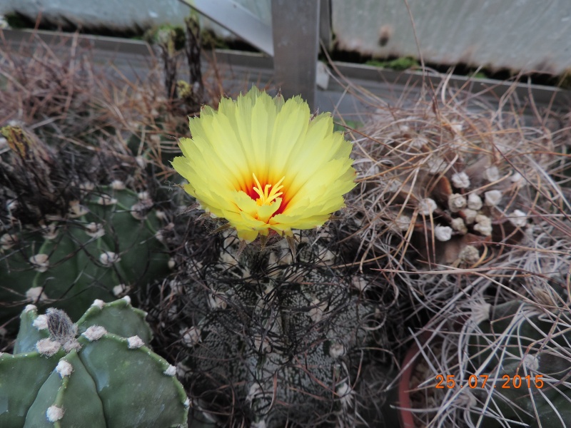 Cacti and Sukkulent in Köln, every day new flowers in the greenhouse Part 127 Bild_442