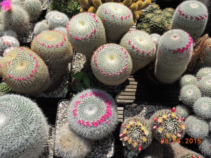 Cacti and Sukkulent in Köln, every day new flowers in the greenhouse Part 128 Bild_461