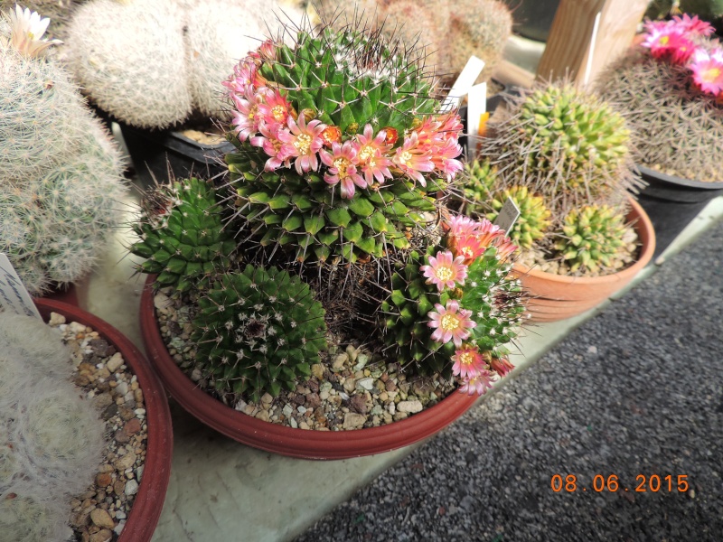Cacti and Sukkulent in Köln, every day new flowers in the greenhouse Part 128 Bild_472