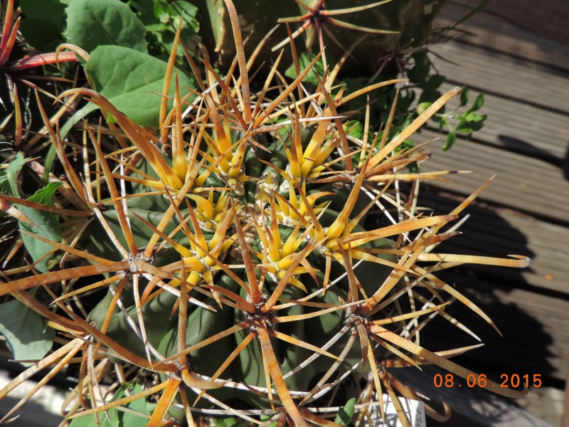 Cacti and Sukkulent in Köln, every day new flowers in the greenhouse Part 128 Bild_494