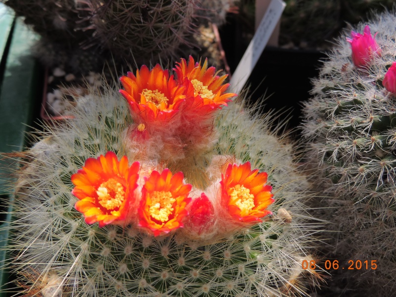 Cacti and Sukkulent in Köln, every day new flowers in the greenhouse Part 128 Bild_527