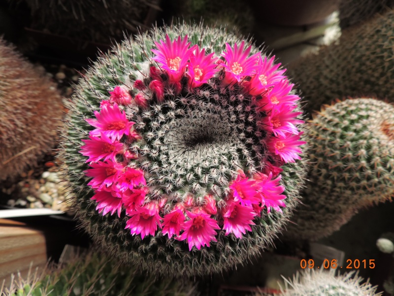 Cacti and Sukkulent in Köln, every day new flowers in the greenhouse Part 128 Bild_551