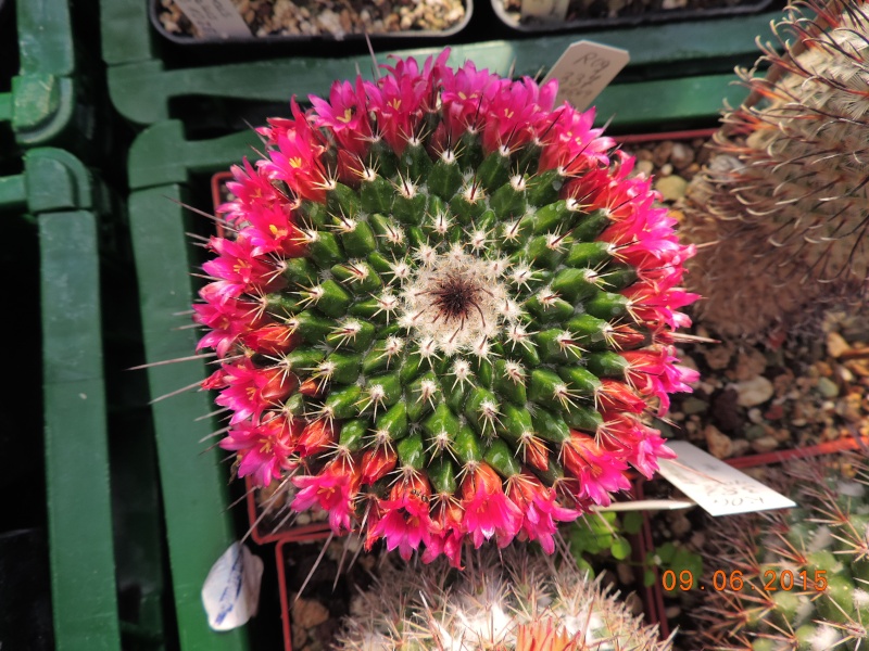 Cacti and Sukkulent in Köln, every day new flowers in the greenhouse Part 128 Bild_556