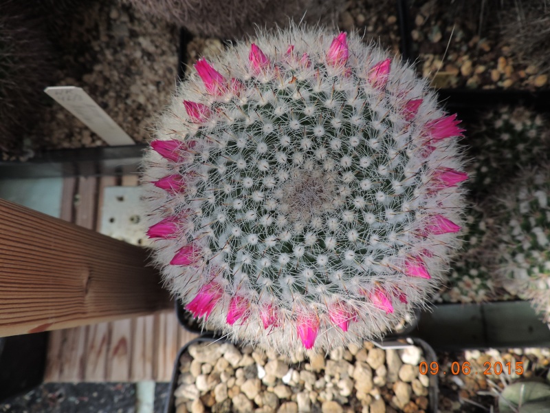 Cacti and Sukkulent in Köln, every day new flowers in the greenhouse Part 128 Bild_569