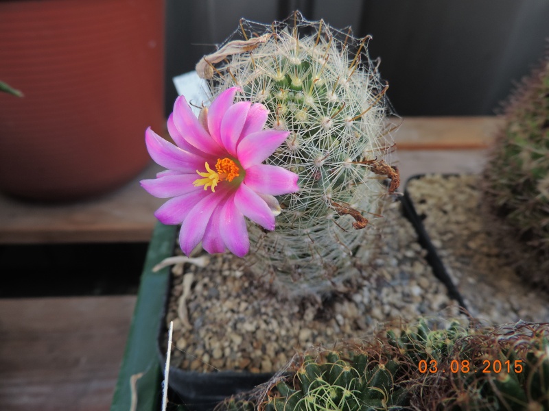 Cacti and Sukkulent in Köln, every day new flowers in the greenhouse Part 129 Bild_616