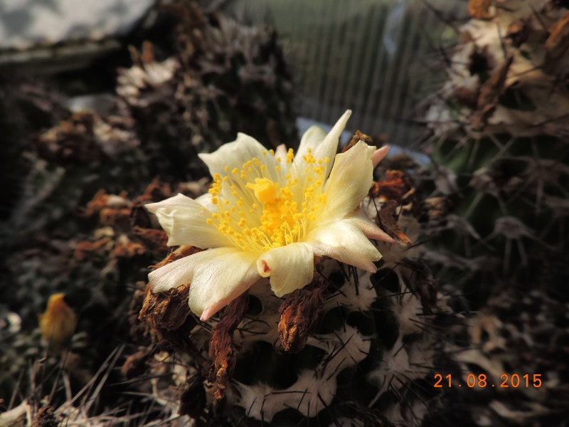 Cacti and Sukkulent in Köln, every day new flowers in the greenhouse Part 129 Bild_670