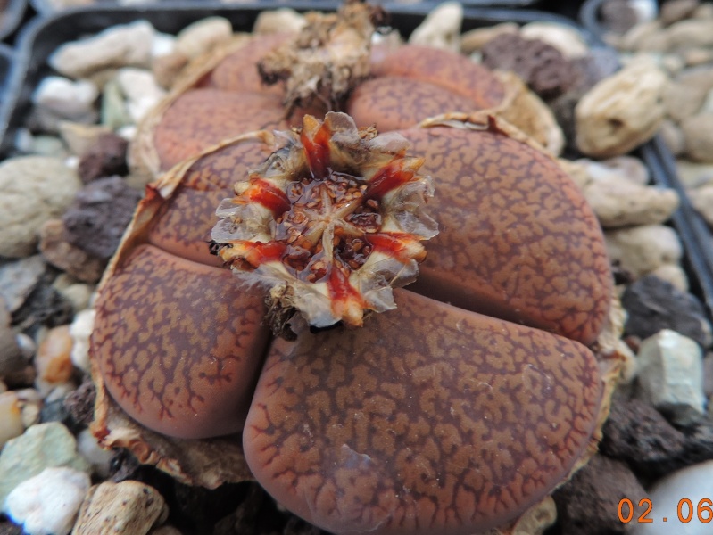 Cacti and Sukkulent in Köln, every day new flowers in the greenhouse Part 124 Bild_920