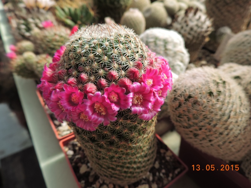 Cacti and Sukkulent in Köln, every day new flowers in the greenhouse Part 124 Bild_940