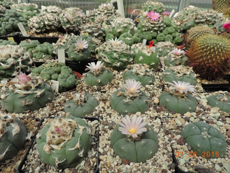 Cacti and Sukkulent in Köln, every day new flowers in the greenhouse Part 124 Bild_976