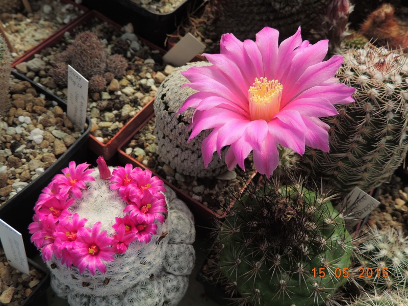 Cacti and Sukkulent in Köln, every day new flowers in the greenhouse Part 124 Bild_984