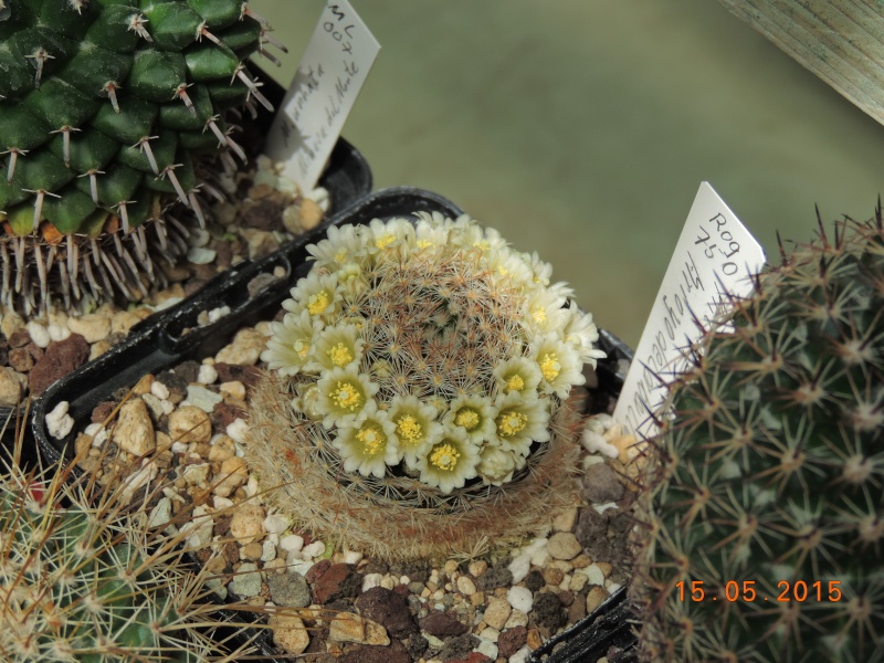Cacti and Sukkulent in Köln, every day new flowers in the greenhouse Part 124 Bild_985
