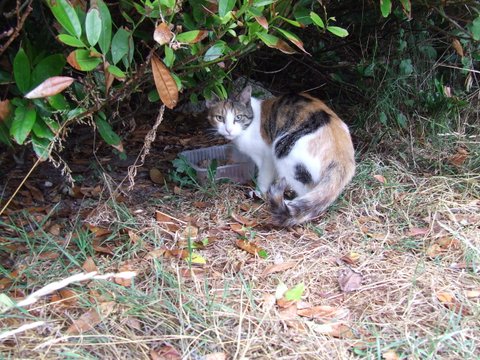 Miss Piggy/Etoile cherche une famille d'accueil --> est retournée à sa vie de chatte libre, sous l'oeil bienveillant de Pauline et Catherine Dscf2314