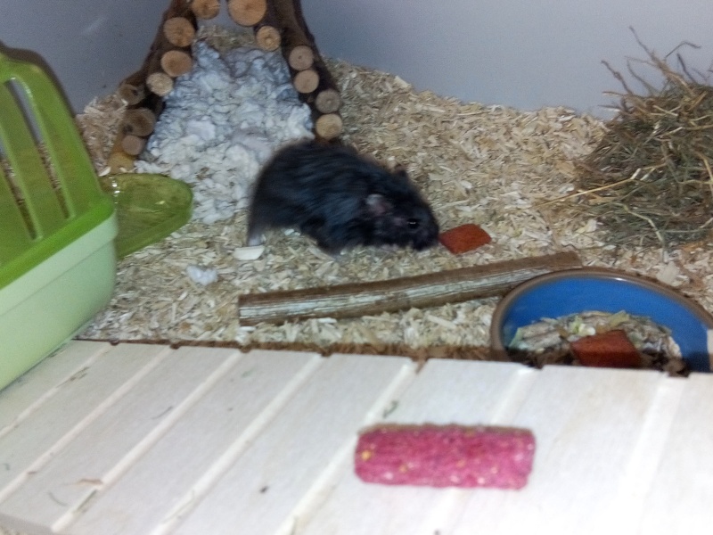 Hamster russe ou hamster Campbell? Image22
