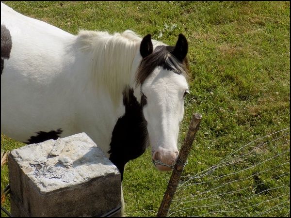 Mon cheval a fait quelque chose de dangereux que je ne comprends pas - Page 2 Dscn1717