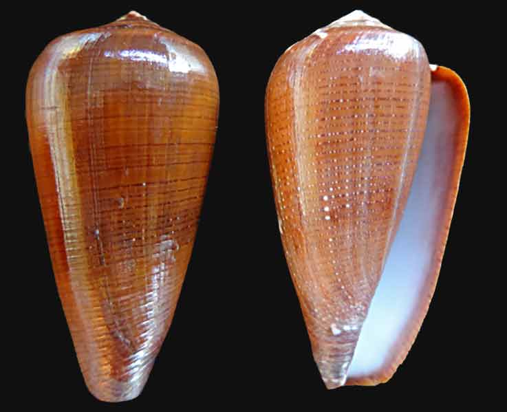 Conus (Darioconus) vezoi  (Korn, W., H.-J. Niederhöfer & M. Blöcher, 2000) Conus-11