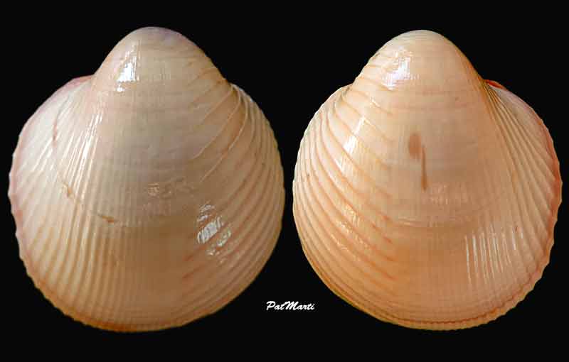 Cardiidae Orthocardiinae Lyrocardium lyratum (G. B. Sowerby II, 1840)  Lyroca10