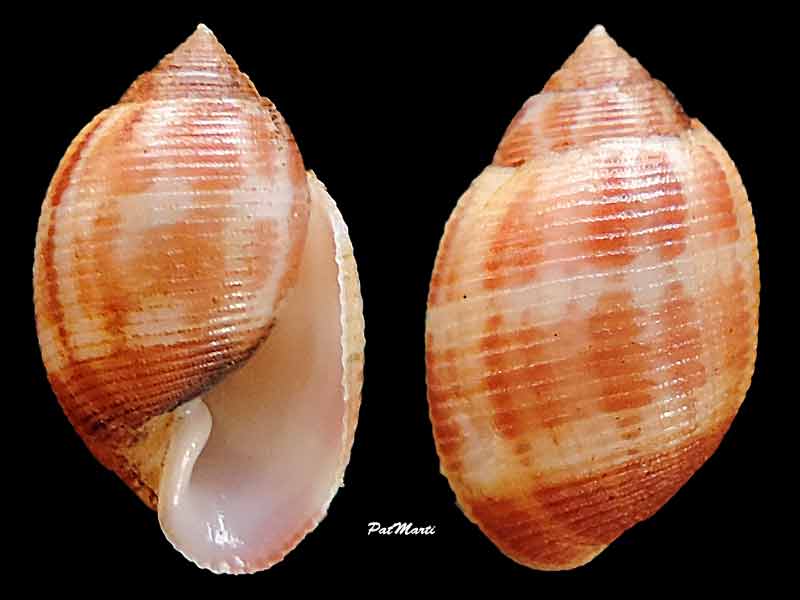 Acteonidae Punctacteon fabreanus (Crosse, 1874)  Maxact10