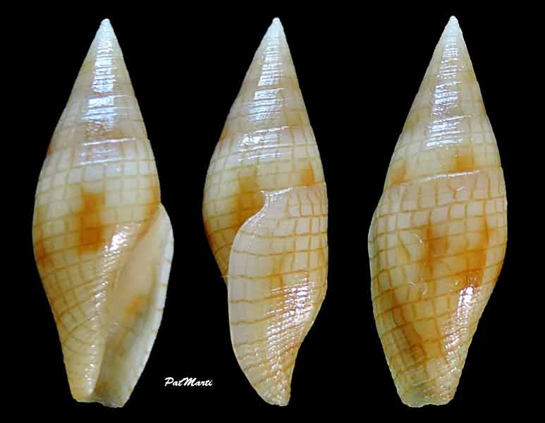 Mitromorphidae - Mitromorpha dorcas (Kuroda & Oyama, 1971)  Mitrom10