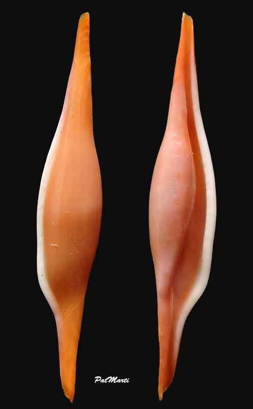Phenacovolva nectarea - Iredale, 1930 Phenac11