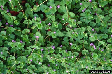 12 herbes médicinales à connaître absolument 11161110