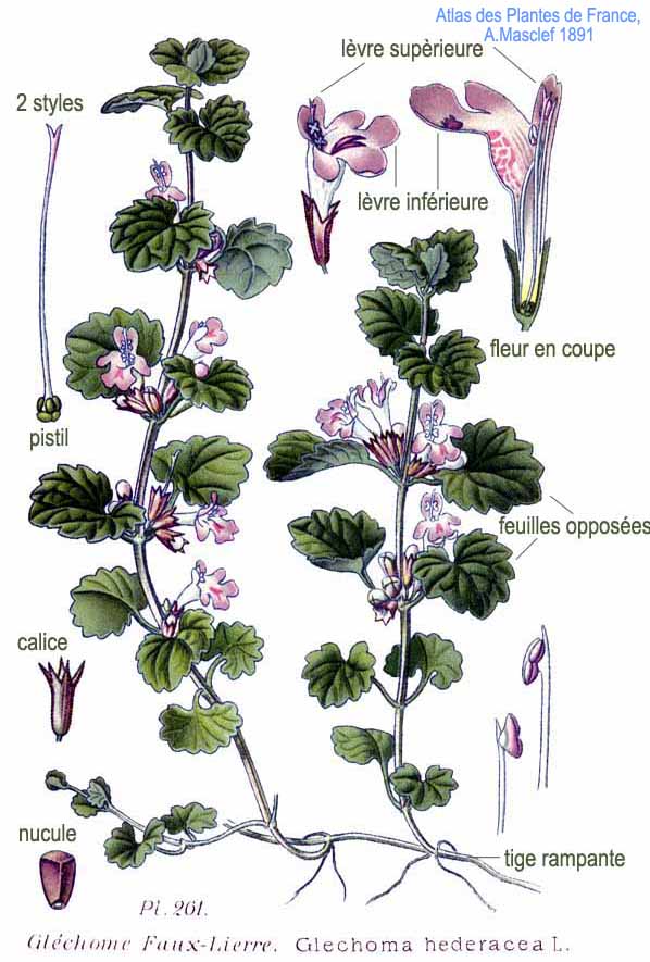 12 herbes médicinales à connaître absolument 261_gl10