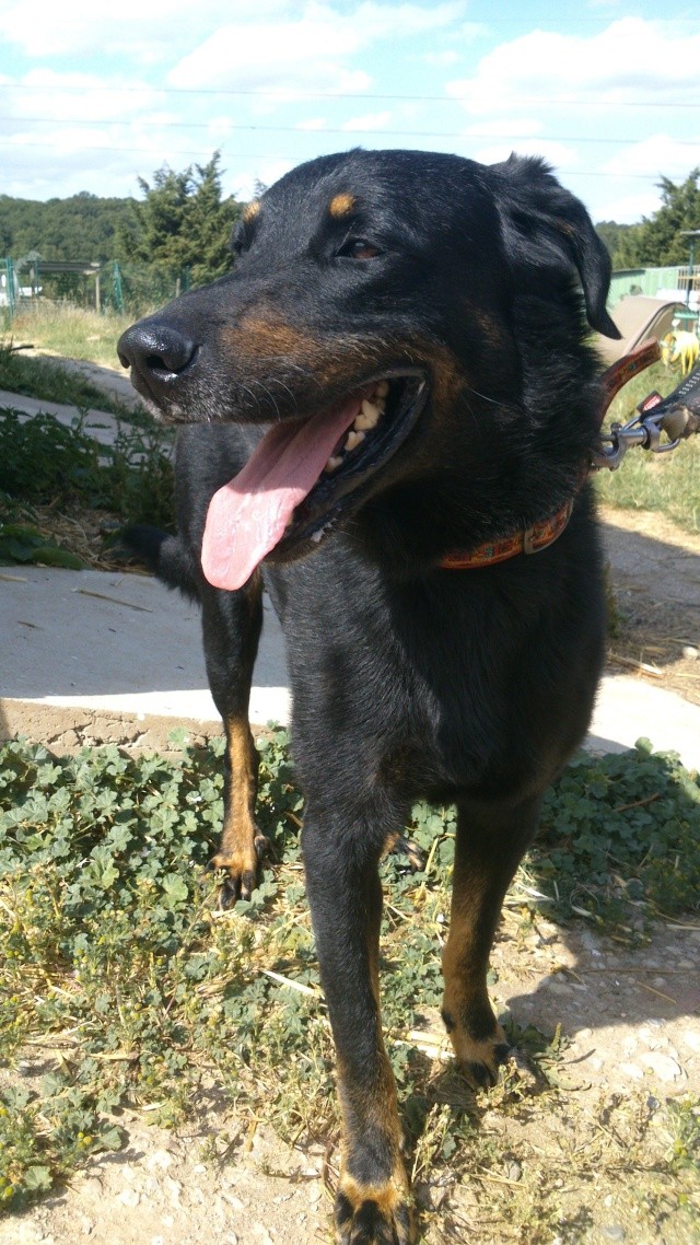 Simba x beauceron né en 2009 SLPA Amance 15juil11