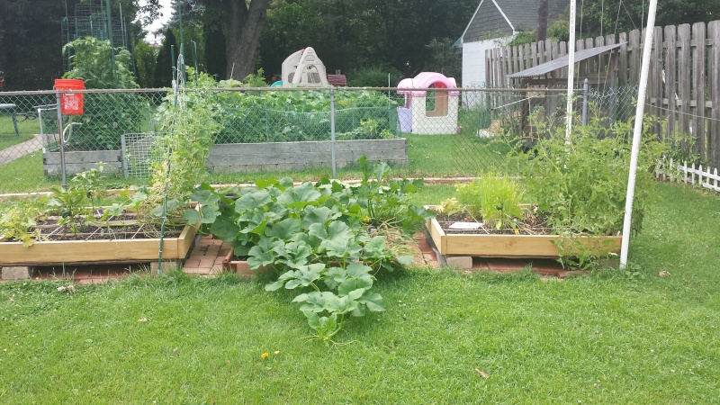 Overgrown spaghetti squash Squash10