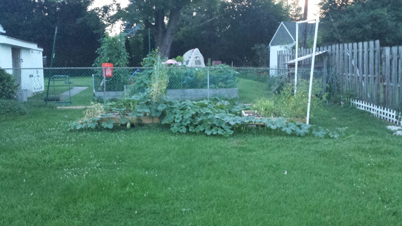 Overgrown spaghetti squash Squash11