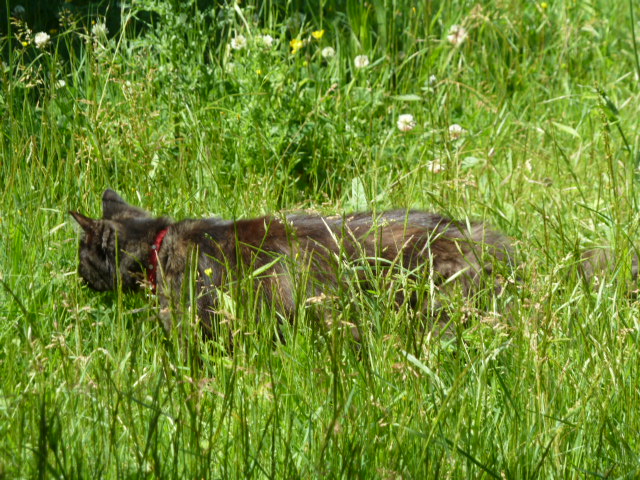 Jodie, née aux environs du 1er avril P1020111