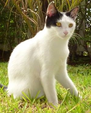 PERDUE chatte blanche et grise à N'Géa le 27/06/2015 20150694