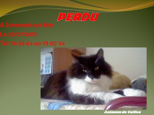 PERDU chat noir etblanc poils longs, pucé à Savannah sur Mer le 20/07/2015 20150752