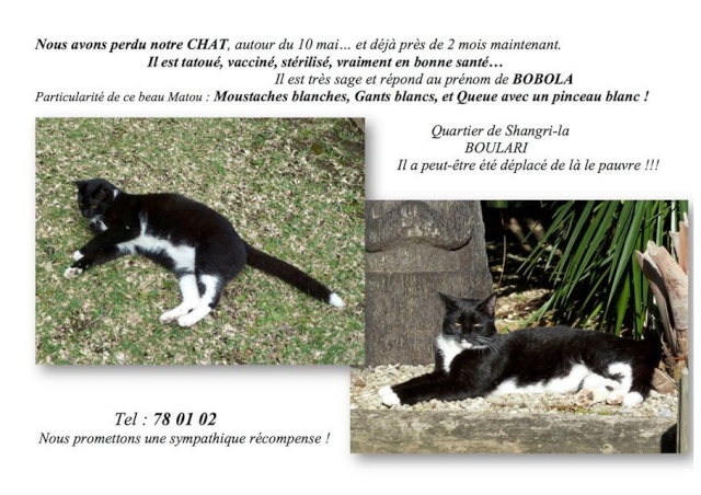 PERDU BOBOLA chat noir et blanc à Boulari en mai 2015 20150755