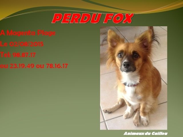 PERDU FOX croisé loulou / chihuahua à Magenta Plage le 02/08/2015 20150810