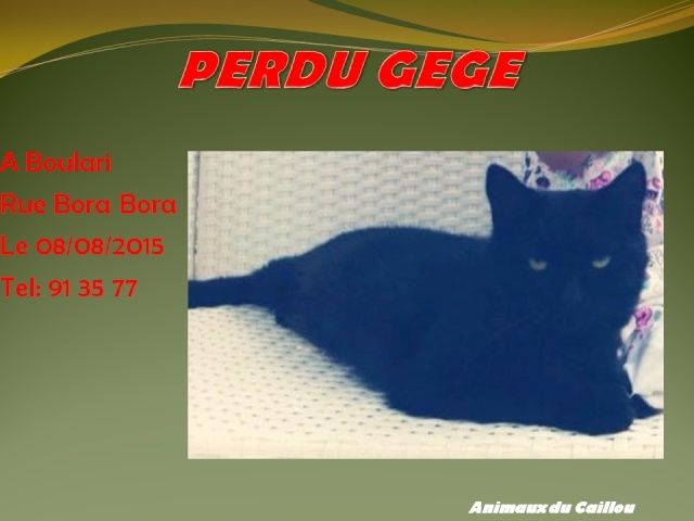 PERDU GEGE chat noir poils mi-longs, yeux verts collier violet à Boulari le 08/08/2015 20150825