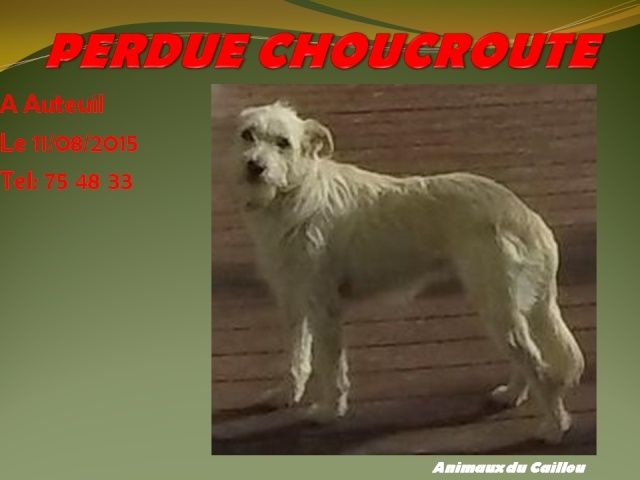 PERDUE CHOUCROUTE chienne de type griffon blanche, colleir vert à Auteuil le 11/08/2015 20150833