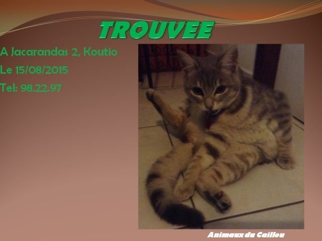 TROUVEE chatte grise tigrée à Jacarandas 2 Koutio le 15/08/2015 20150842