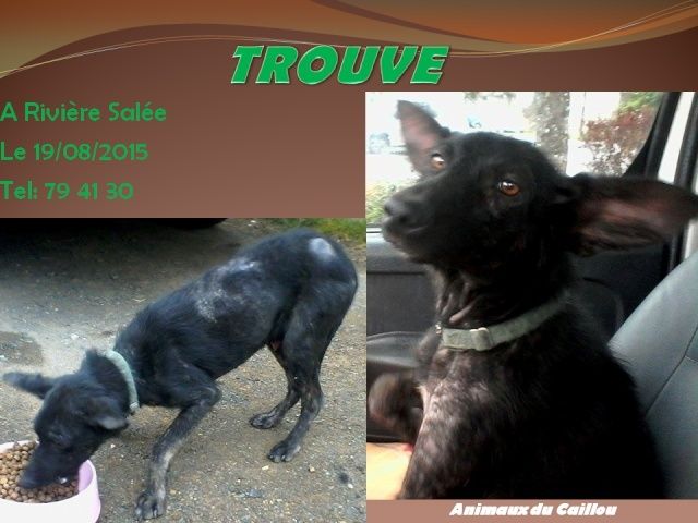 TROUVE chien noir collier vert tissu à Rivière Salée le 19/08/2015 20150857