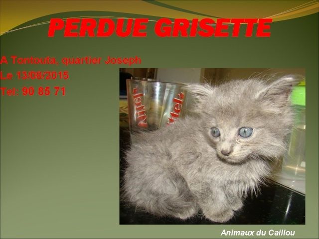 chaton - PERDUE GRISETTE chaton grise poils mi-longs à Tontouta le 13/08/2015 20150861