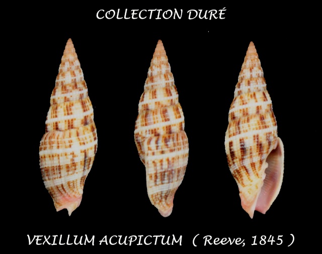 Vexillum acupictum (Reeve, 1845)  Panor102