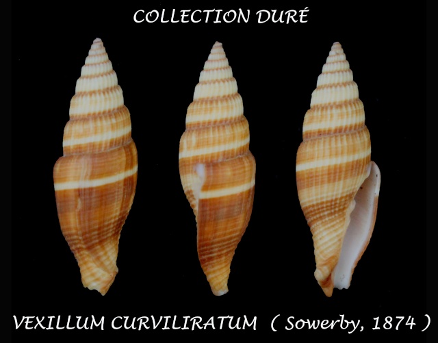 Vexillum curviliratum (G. B. Sowerby II, 1874) Panor117