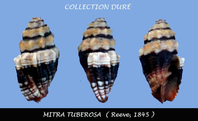 Mitridae - sous-famille provisoire - Condylomitra tuberosa (Reeve, 1845)  Panor126