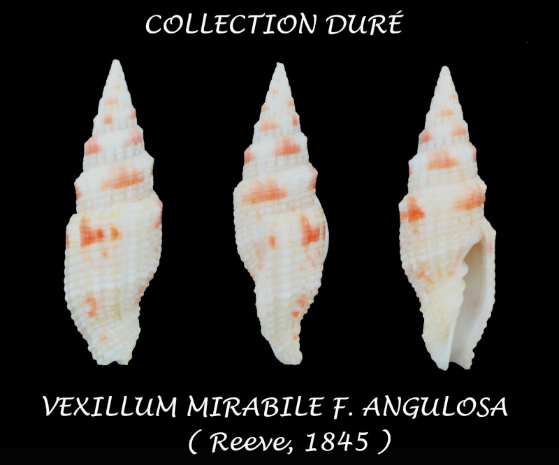 Vexillum mirabile angulosa (var.) (Reeve, 1845) Panor138