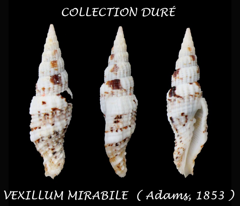 Vexillum mirabile (A. Adams, 1853)  Panor139